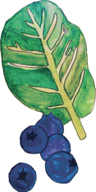 fruit-vegetable illustrations