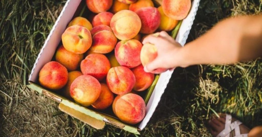 basket of freshly picked peaches